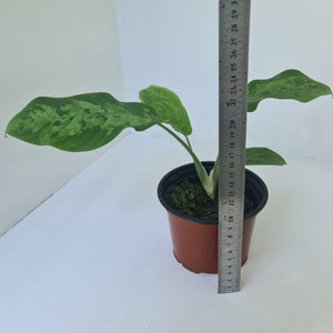 Schismatoglottis Tricolor