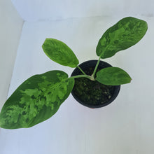 Load image into Gallery viewer, Schismatoglottis Tricolor