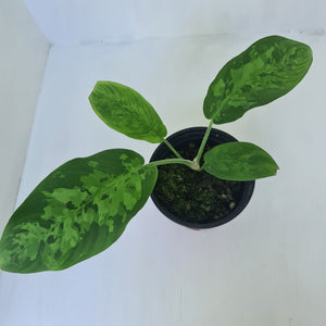 Schismatoglottis Tricolor