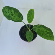 Load image into Gallery viewer, Schismatoglottis Tricolor