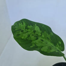 Load image into Gallery viewer, Schismatoglottis Tricolor