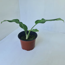 Load image into Gallery viewer, Schismatoglottis Tricolor