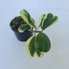 Load image into Gallery viewer, Variegated Hoya Kerrii