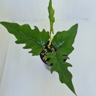 Philodendron Hendersons Delight