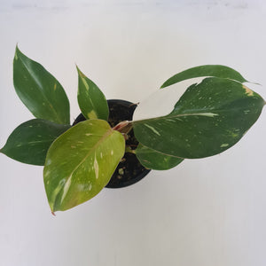 Philodendron White Knight