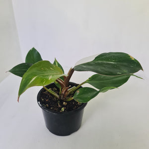 Philodendron White Knight