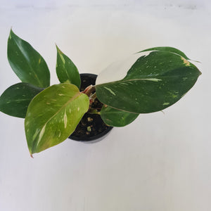 Philodendron White Knight