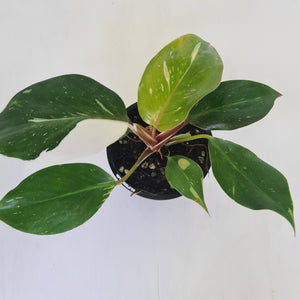 Philodendron White Knight