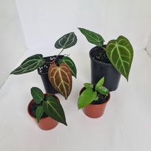 Load image into Gallery viewer, ANTHURIUM PACKAGE - 4 x Plants