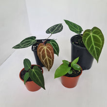 Load image into Gallery viewer, ANTHURIUM PACKAGE - 4 x Plants