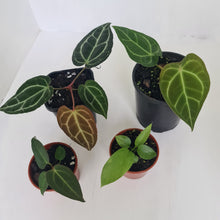 Load image into Gallery viewer, ANTHURIUM PACKAGE - 4 x Plants