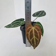 Load image into Gallery viewer, ANTHURIUM PACKAGE - 4 x Plants