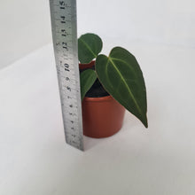 Load image into Gallery viewer, ANTHURIUM PACKAGE - 4 x Plants