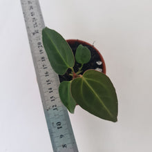 Load image into Gallery viewer, ANTHURIUM PACKAGE - 4 x Plants