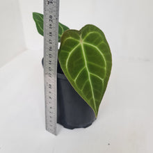Load image into Gallery viewer, ANTHURIUM PACKAGE - 4 x Plants