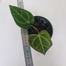 Load image into Gallery viewer, ANTHURIUM PACKAGE - 4 x Plants