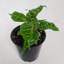 Load image into Gallery viewer, Dracaena Goldieana