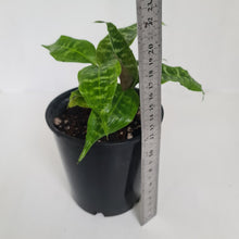 Load image into Gallery viewer, Dracaena Goldieana