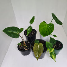 Load image into Gallery viewer, PHILODENDRON PACKAGE - 5 x Plants