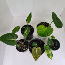 Load image into Gallery viewer, PHILODENDRON PACKAGE - 5 x Plants