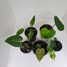 Load image into Gallery viewer, PHILODENDRON PACKAGE - 5 x Plants