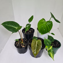 Load image into Gallery viewer, PHILODENDRON PACKAGE - 5 x Plants