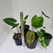 Load image into Gallery viewer, PHILODENDRON PACKAGE - 5 x Plants