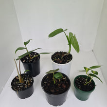 Load image into Gallery viewer, PHILODENDRON PACKAGE - 5 x Plants