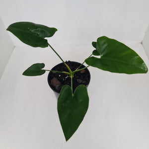 Thaumatophyllum Speciosum x - Seedling