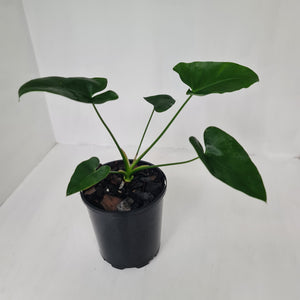 Thaumatophyllum Speciosum x - Seedling