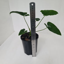 Load image into Gallery viewer, Thaumatophyllum Speciosum x - Seedling
