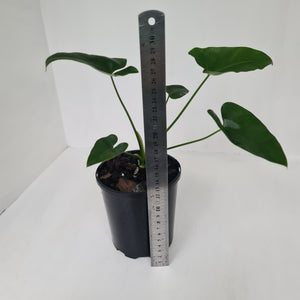 Thaumatophyllum Speciosum x - Seedling