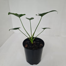 Load image into Gallery viewer, Thaumatophyllum Speciosum x - Seedling