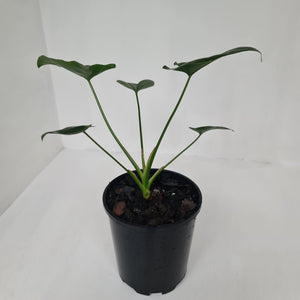 Thaumatophyllum Speciosum x - Seedling