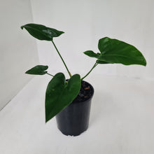 Load image into Gallery viewer, Thaumatophyllum Speciosum x - Seedling