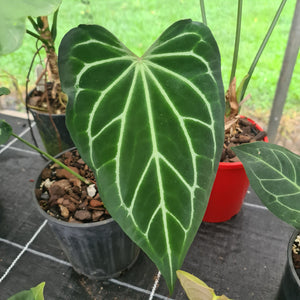 #1 Anthurium Magnificum Hybrid x - Seedling