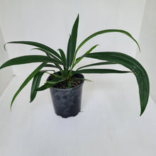 Load image into Gallery viewer, Anthurium Bakeri - Multiple heads