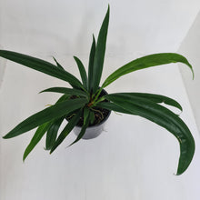 Load image into Gallery viewer, Anthurium Bakeri - Multiple heads