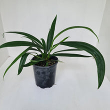 Load image into Gallery viewer, Anthurium Bakeri - Multiple heads