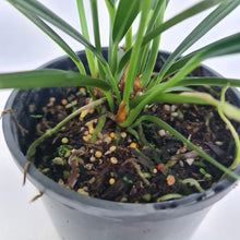 Load image into Gallery viewer, Anthurium Bakeri - Multiple heads