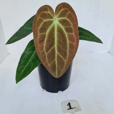 #1 Anthurium 'Velvet Shadow'