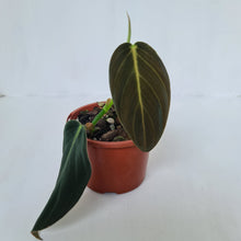 Load image into Gallery viewer, Philodendron Gigas