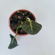 Load image into Gallery viewer, Philodendron Gigas