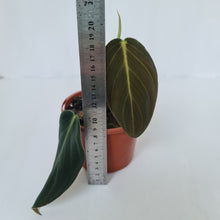 Load image into Gallery viewer, Philodendron Gigas