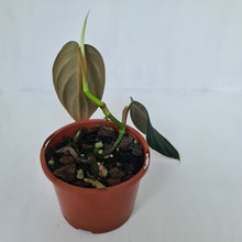 Load image into Gallery viewer, Philodendron Gigas