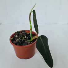 Load image into Gallery viewer, Philodendron Gigas