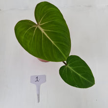 Load image into Gallery viewer, #1 Philodendron Gloriosum