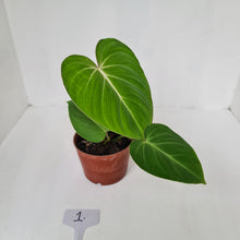 Load image into Gallery viewer, #1 Philodendron Gloriosum