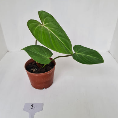 #1 Philodendron Gloriosum