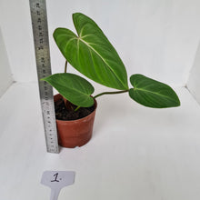Load image into Gallery viewer, #1 Philodendron Gloriosum